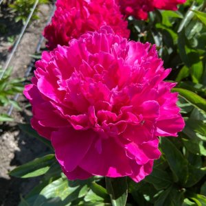 Paeonia Inspecteur Lavergne