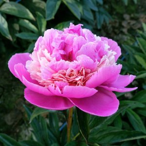 Paeonia Anima