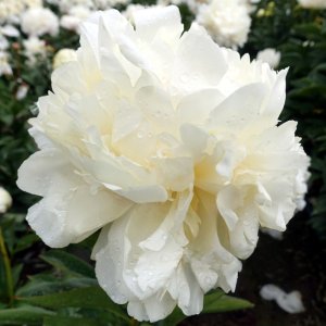 Paeonia Ivory Victory