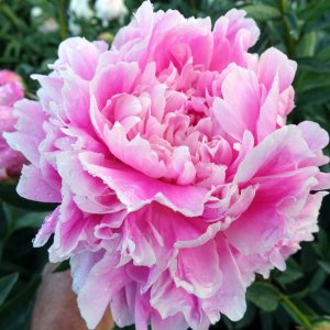 Paeonia Jacorma