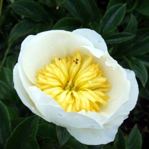 Paeonia Jan van Leeuwen