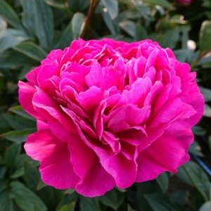 Paeonia Kansas