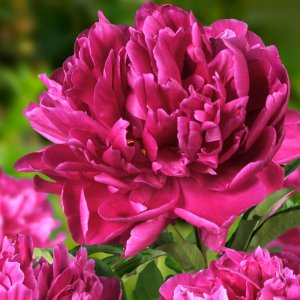 Paeonia Karl Rosenfield