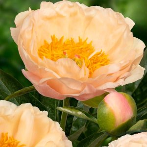 Paeonia Kings Day