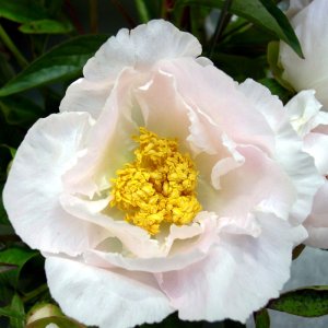 Paeonia Krinkled White