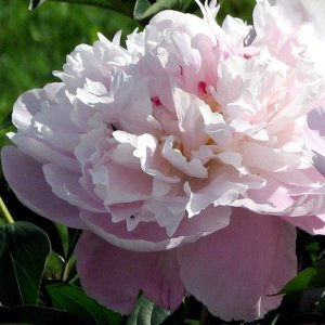 Paeonia Lady Alexandra Duff