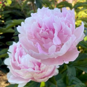 Paeonia Lady Orchid
