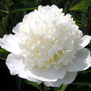 Paeonia Lancaster Imp