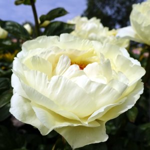 Paeonia Lemon Chiffon