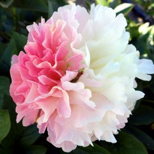 Paeonia Lois Choice