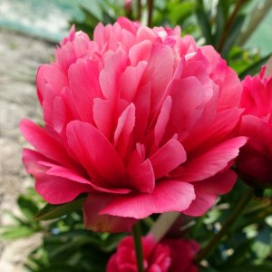 Paeonia Lorelei