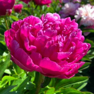 Paeonia Louis van Houtte