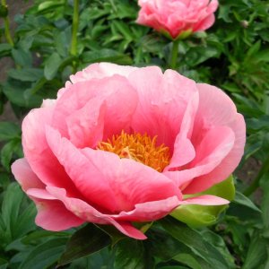 Paeonia Lovely Rose