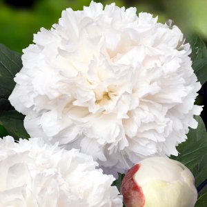 Paeonia Luxor