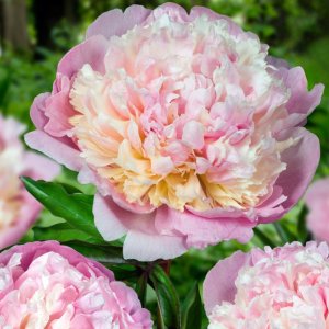 Paeonia Madame Calot