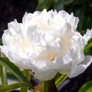 Paeonia Madame Claude Tain