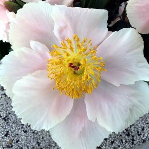 Paeonia Apricot Whisper