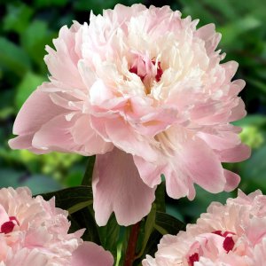 Paeonia Alertie