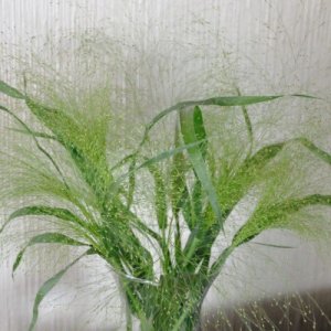 Panicum Fontaine