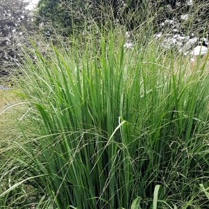 Panicum virgatum North Wind