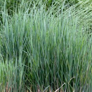 Panicum virgatum Prairie Sky