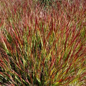 Panicum virgatum Shenandoah