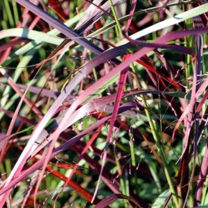 Panicum virgatum Squaw