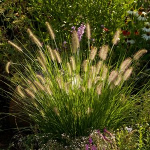 Pennisetum alopecuroides Hameln