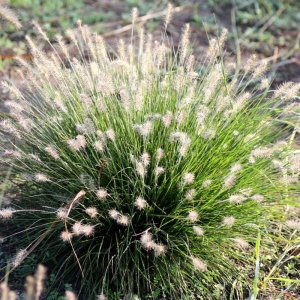 Pennisetum alopecuroides Little Bunny