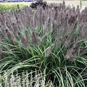 Pennisetum alopecuroides Puppy Love