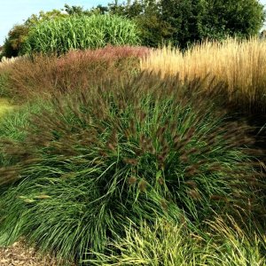 Pennisetum alopecuroides Red Head