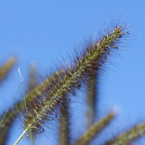 Pennisetum alopecuroides Viridescens