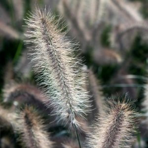 Pennisetum alopecuroides