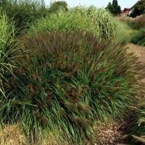 Pennisetum alopecuroides Black Beauty