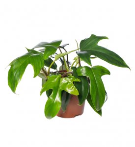 Philodendron Florida Beauty Green