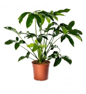 Philodendron goeldii Green Wonder