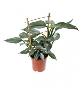 Philodendron hastatum Grey