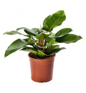 Philodendron Imperial Green