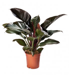 Philodendron Imperial Red