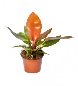 Philodendron Prince of Orange