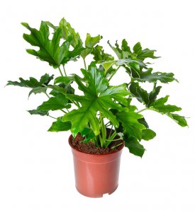 Philodendron selloum Hope