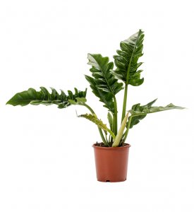 Philodendron selloum Narrow