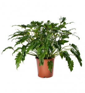 Philodendron selloum Xanadu