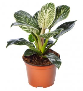 Philodendron Zebra