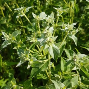 Pycnanthemum muticum