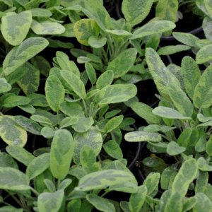 Salvia officinalis Icterina