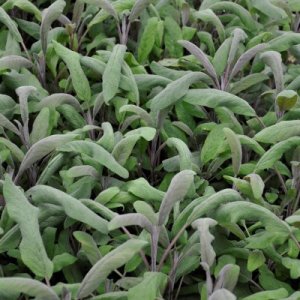 Salvia officinalis Purpurascens