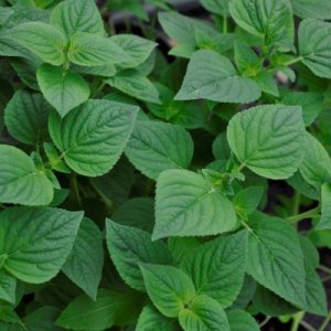 Salvia elegans Melon