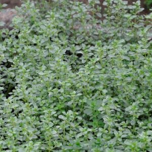 Thymus citriodorus Silver Queen