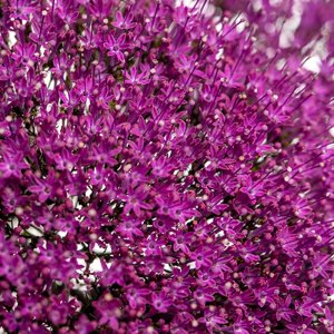 Trachelium Corine Purple
